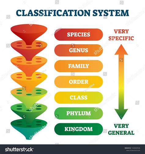 Classification system vector illustration. Labeled taxonomic rank ...