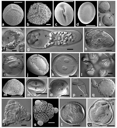 Images Of Pollen And Pollen Tubes Taken Using Download Scientific