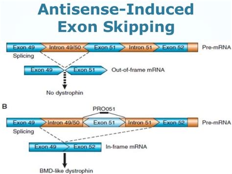 Gene therapy for muscular dystrophy