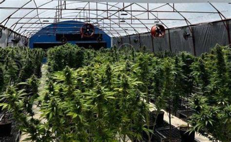 La Guardia Civil Desmantela Plantaciones De Marihuana En Bizkaia