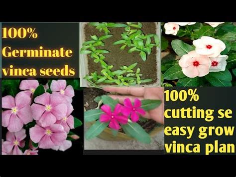 Germinate Vinca Seeds Plants How To Grow Vinca Plant From