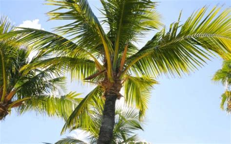 13 Types Of Palm Trees In Florida (With Scientific Names)