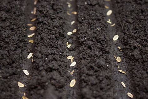 Seeds Planted In The Ground Stock Image Image Of Drought Outdoors