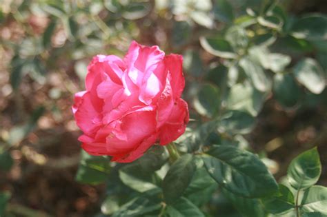 Cal Poly Pomona Rose Garden Rose Garden Flowers