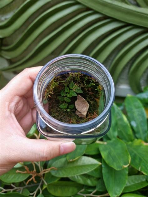 Ficus Pumila Terrarium Dark Fantasy Forest Inspired Creeping Fig