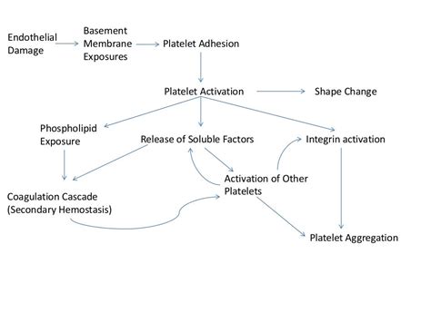 Platelet function and dysfunction