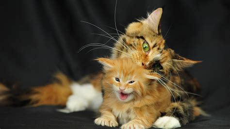 Mom Cats And Their Beautiful Kittens - 10 Adorable Photos