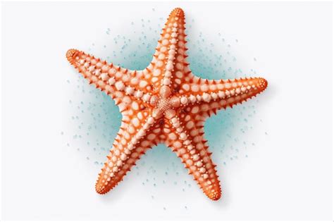 Captivating Starfish A Stunning Transparent Png Image With Isolated