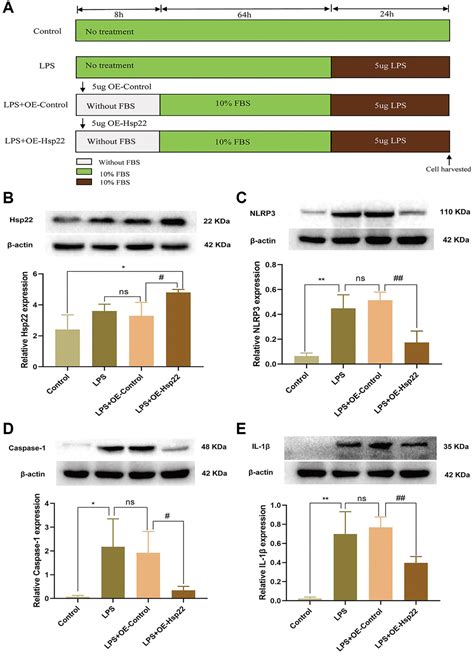 Hsp22 Pretreatment Protection Against LPS Induced Hippocampal Injury By