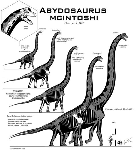 Image - Abydosaurus - 3(Skeletal; Nima).jpg | Prehistory Wiki | FANDOM ...