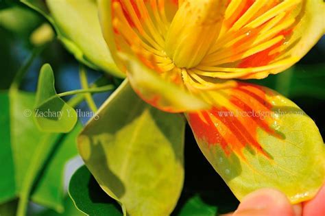 A close look at tulip poplar flowers – Bee the Best!