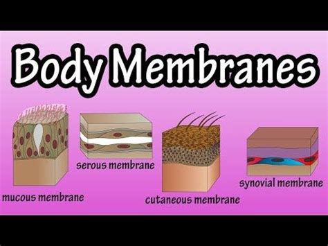 (9) Body Membranes - Types Of Membranes In The Body - Serous Membranes ...