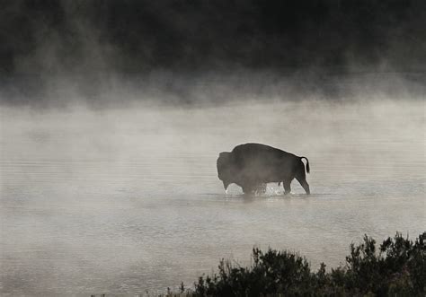 American Bison Ultra High Quality Walls HD Wallpaper Pxfuel