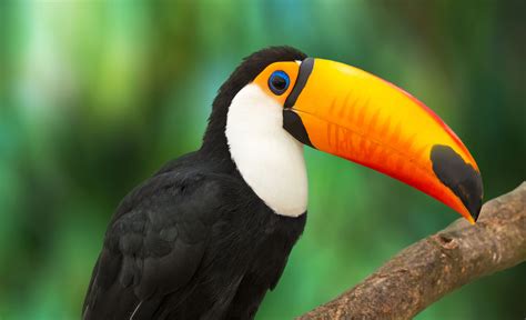 Amazon Rainforest Toucan