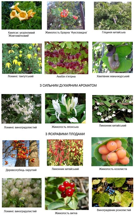 Сад Ліан | дендропарк Олександрія