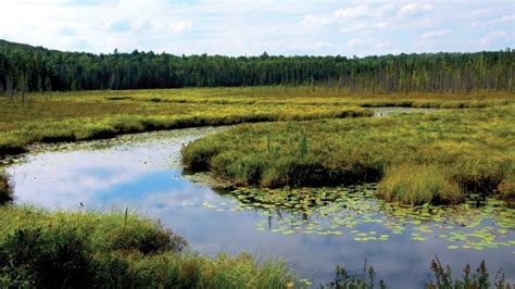 Wetland Conservation Civilsdaily