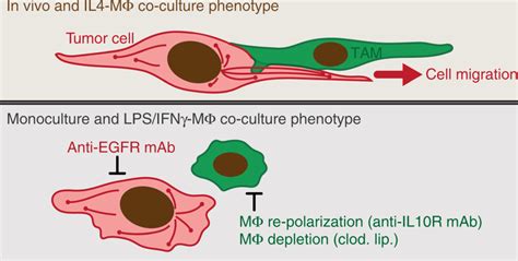 Schematic Of Tam Dependent Mt Dynamics In Cancer Cells Top Tumor