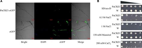 Frontiers Pucrz An C H Transcription Factor From Polyporus