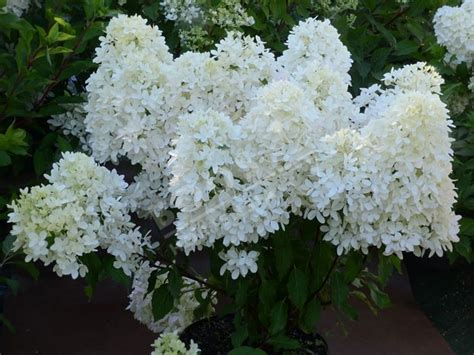 Hydrangea Paniculata Petite Star Coustar