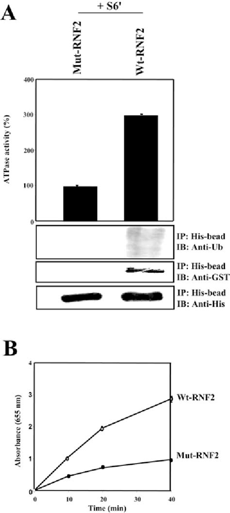 Figure From E Ubiquitin Ligase Rnf Interacts With The S