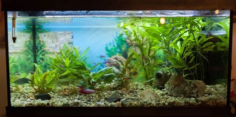 EHEIM Aquarium Aquastar 54 LED Schwarz Komplett Set EXTRA Kaufen