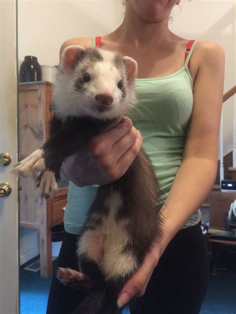 Female Ferret Blaze Color Pattern Ferret Pattern On Tummy Looks Like An Alien I See It S