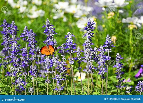 Butterfly On Blue Salvia Flowers Stock Photo Image Of Purple Plant