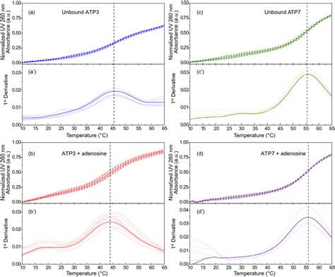 Thermal Stability Analysis Using UV Melting Curves Shown Is The