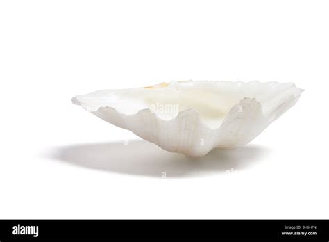 Seashell hi-res stock photography and images - Alamy