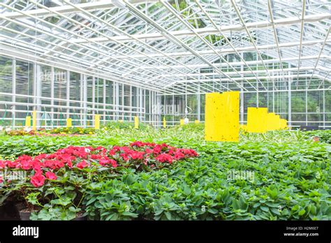 Plants growing in a modern greenhouse Stock Photo - Alamy