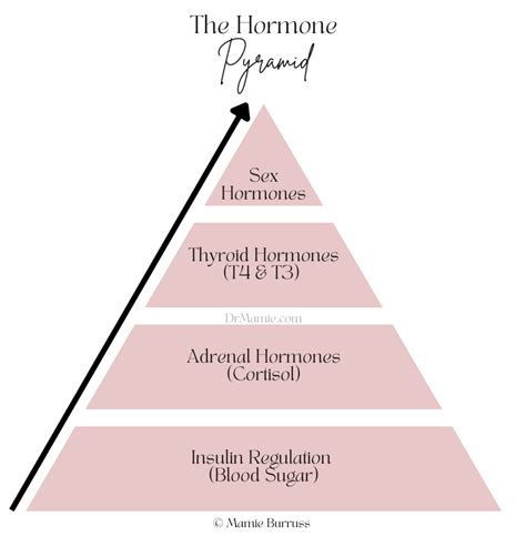 The Hormone Connection Insulin Cortisol Thyroid Sex Hormones