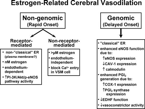 Influence Of Sex Steroid Hormones On Cerebrovascular Function Journal Of Applied Physiology