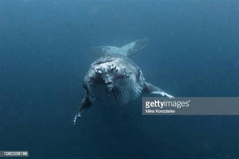 Humpback Whale Eye Photos and Premium High Res Pictures - Getty Images