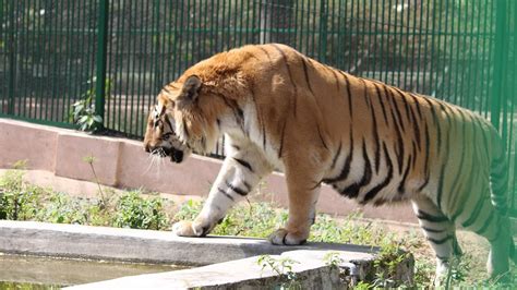 Amidst rising mercury, here's what the Lucknow Zoo authorities are ...