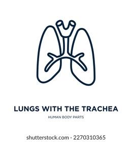 Lungs Trachea Icon Human Body Parts Stock Vector Royalty Free