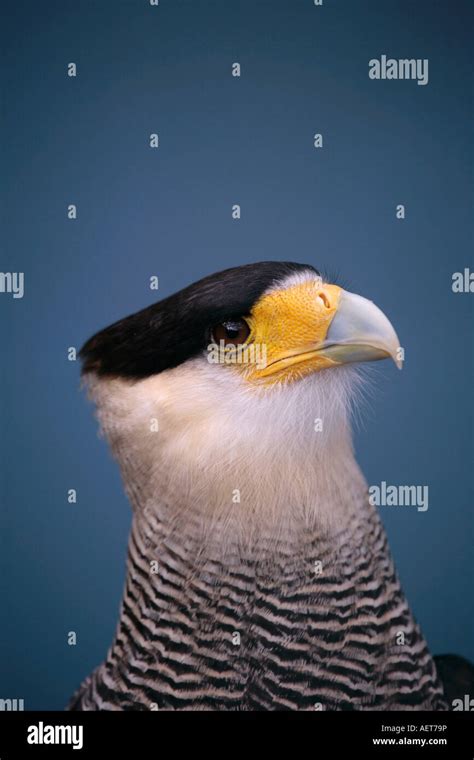 Mexican eagle hi-res stock photography and images - Alamy