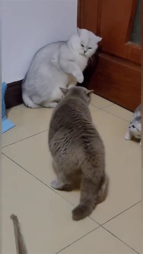 Funny Cats fight - One News Page VIDEO