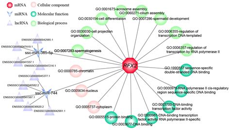 Scielo Brasil Molecular Characteristics And Transcriptional