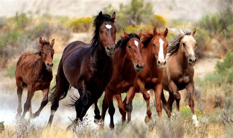 NephiCode: Are Wild Horses Native to the Americas – Part II