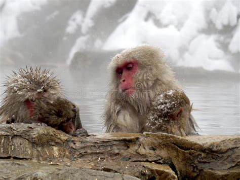 Cute Baby Snow Monkey Sucking Milk From Mom Inside Hot Springs While The Snow Falls In The