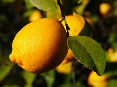 The Lisbon Lemon Tree - Minneopa Orchards