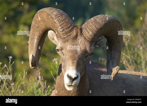 Mountain Goat Head Detail Alberta Canada Horizontal Stock Photo Alamy