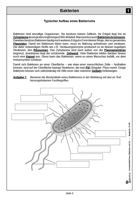 Lernwerkstatt Viren Bakterien Co