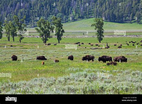 American bison Bison bison herd grazing in the Lamar Valley Yellowstone ...