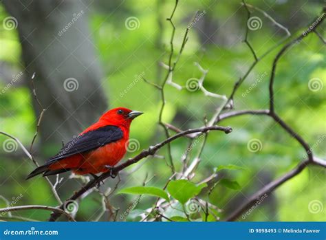 Scarlet Tanager stock image. Image of perching, nature - 9898493