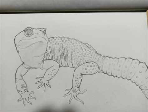 Leopard gecko drawing from a reference : r/leopardgeckos