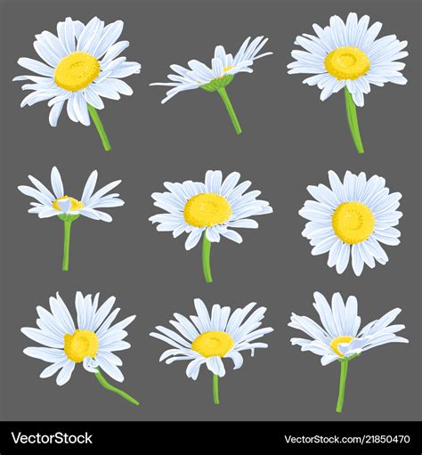 Set Of Drawing Daisy Flowers Royalty Free Vector Image