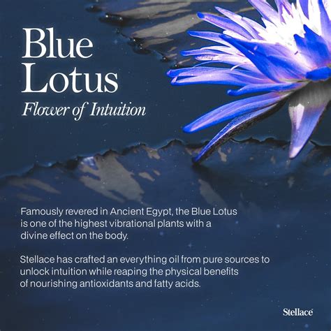 lotus flower extract skin benefits