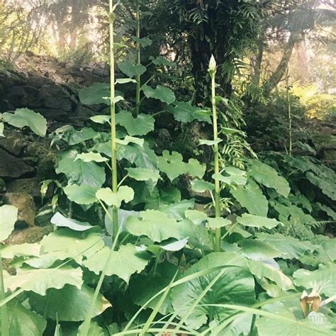 Cardiocrinum giganteum