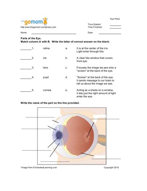 Human Eye Worksheets